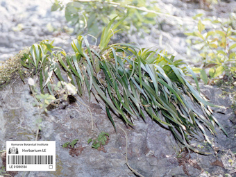LE 01090184