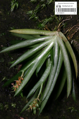 LE 01090215