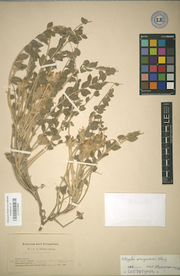 LE 01024608