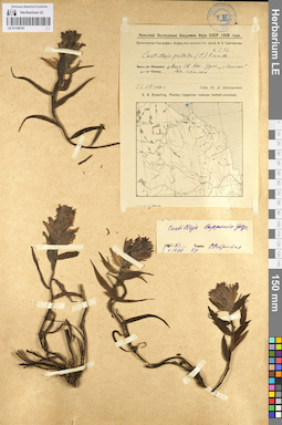 LE 01100181