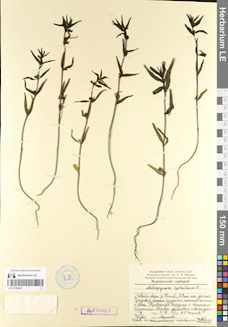 LE 01100247