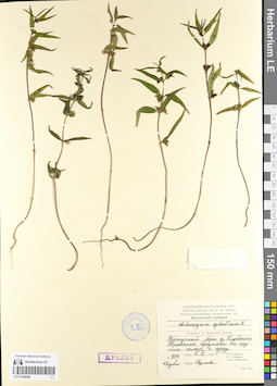 LE 01100248