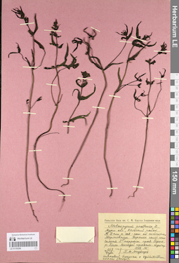LE 01100286