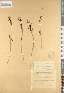 LE 01100347