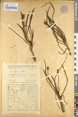 LE 01101426