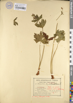LE 01101477