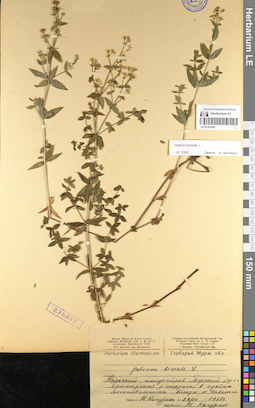 LE 01101481