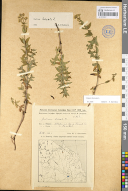 LE 01101517