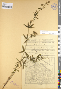 LE 01101524