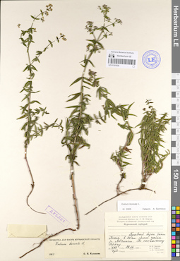 LE 01101535