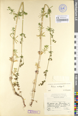 LE 01101541