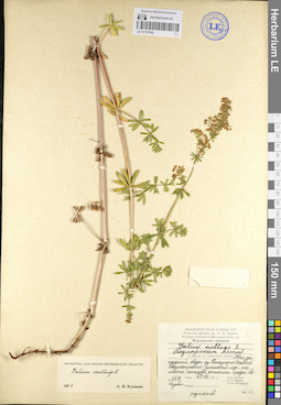 LE 01101542