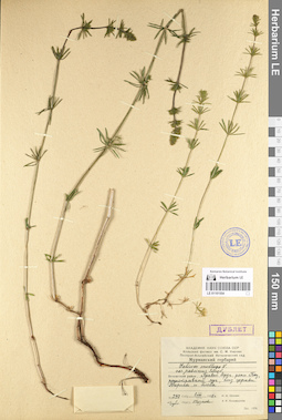 LE 01101554