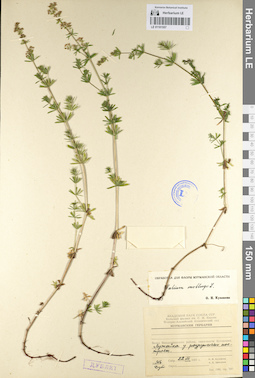 LE 01101557
