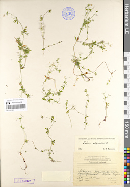 LE 01101631