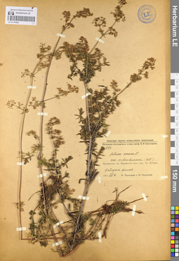 LE 01101682