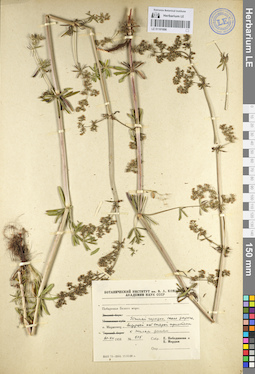 LE 01101696