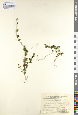 LE 01101705