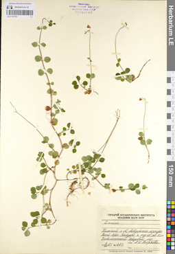 LE 01101707