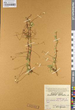 LE 01101747