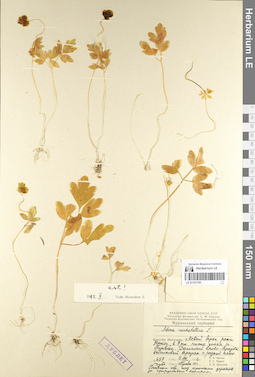 LE 01101763