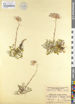 LE 01102590