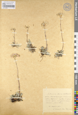 LE 01102595