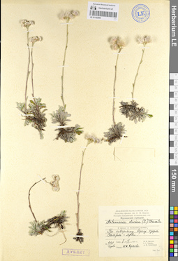 LE 01102598