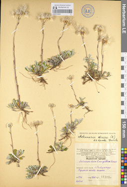 LE 01102603