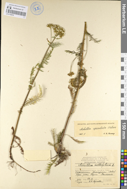 LE 01102918