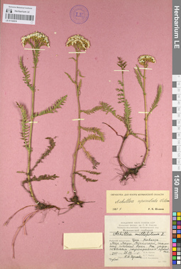 LE 01102919