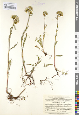 LE 01102929
