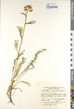 LE 01102931