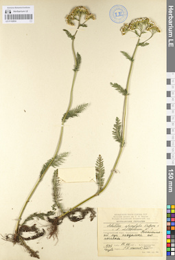 LE 01102934