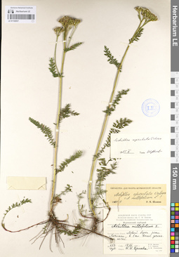 LE 01102937
