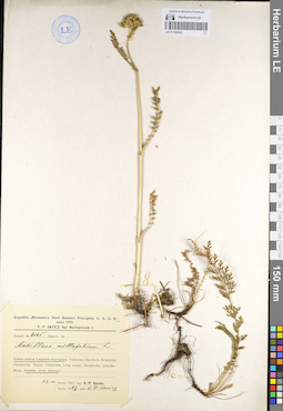 LE 01102943