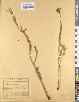 LE 01102956
