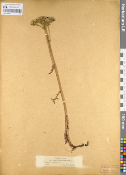 LE 01102959