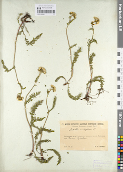 LE 01102963