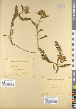 LE 01102965