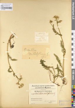 LE 01102967