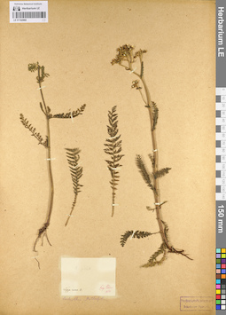LE 01102968