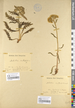LE 01102971