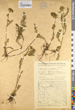 LE 01102975