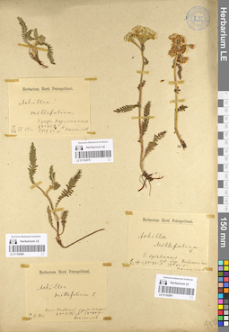 LE 01102979