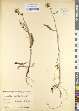 LE 01102982