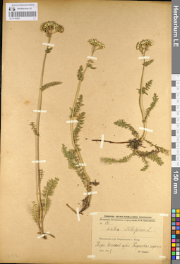 LE 01103021