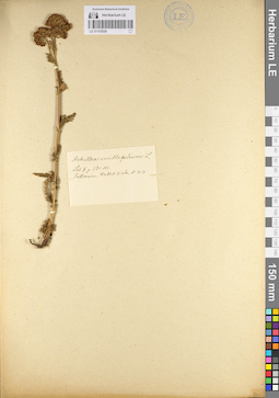 LE 01103026