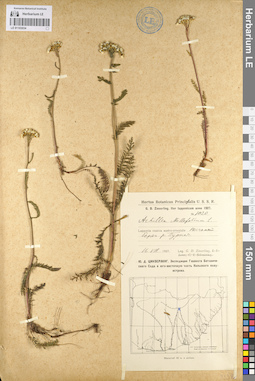 LE 01103034