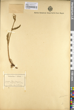 LE 01103035